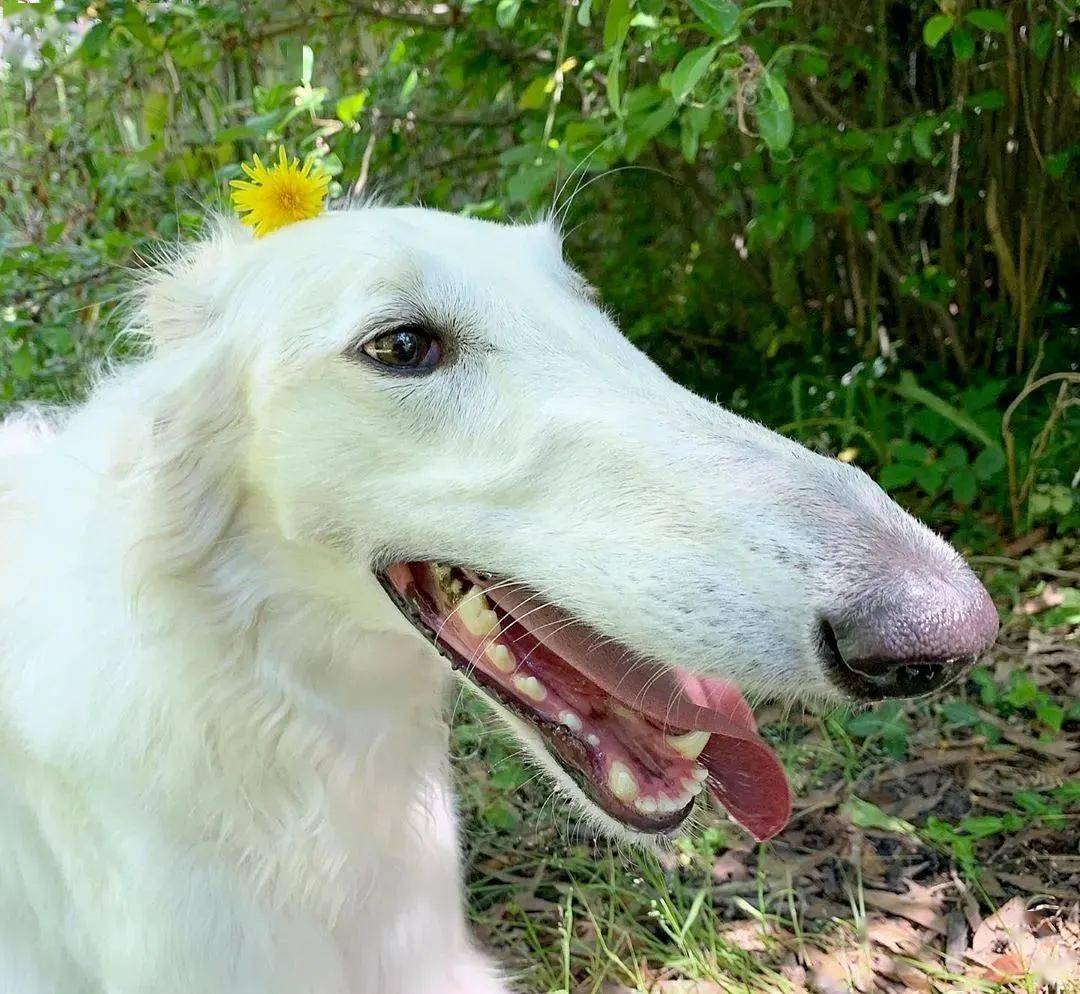 这只狗子凭超长鼻子在网上走红