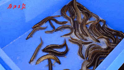 蓝刀鱼各种河鲜新鲜肥美,让人口水直流~鳊鱼,笋壳,泥鳅……鲩鱼