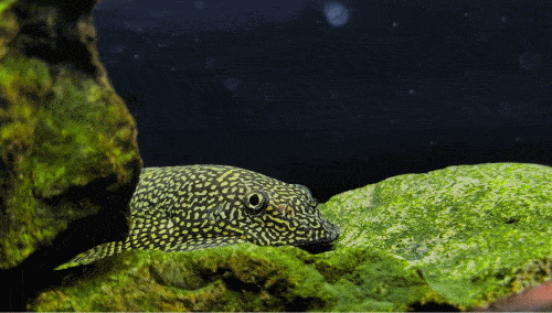 活体蝾螈1只,价值25元