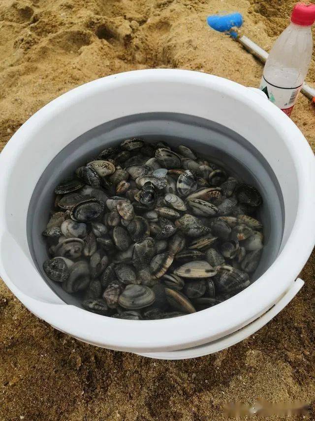 天津5处赶海拾贝绝佳地点,还有黄金沙滩等你来