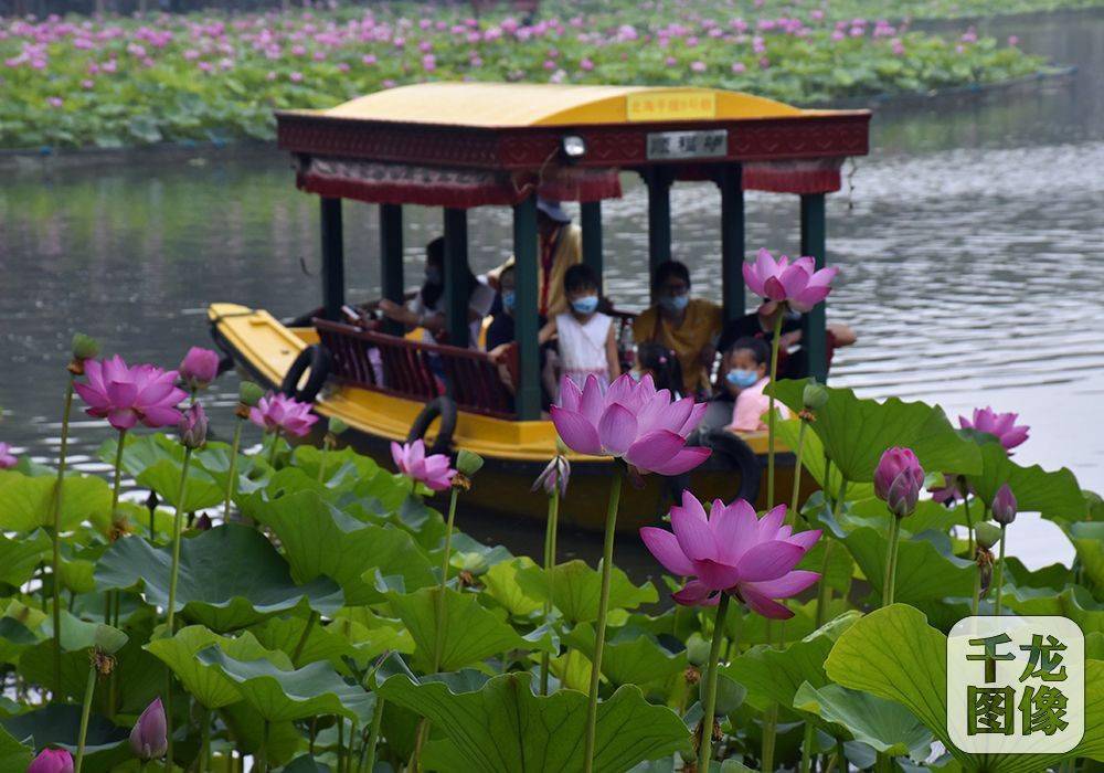 图集|闲情逸致北海公园 荷花渡里摇橹船