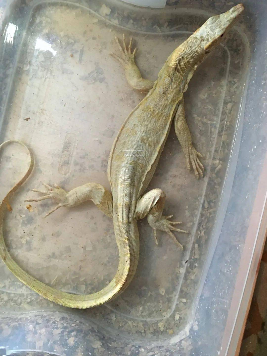 全球首例人工孵化白化泽巨蜥绝对是你难以抗拒的网红美味