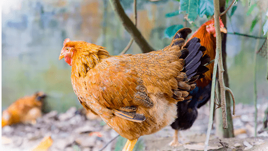 邻居购物仙居果园散养童子鸡团购开启新鲜直送梅陇