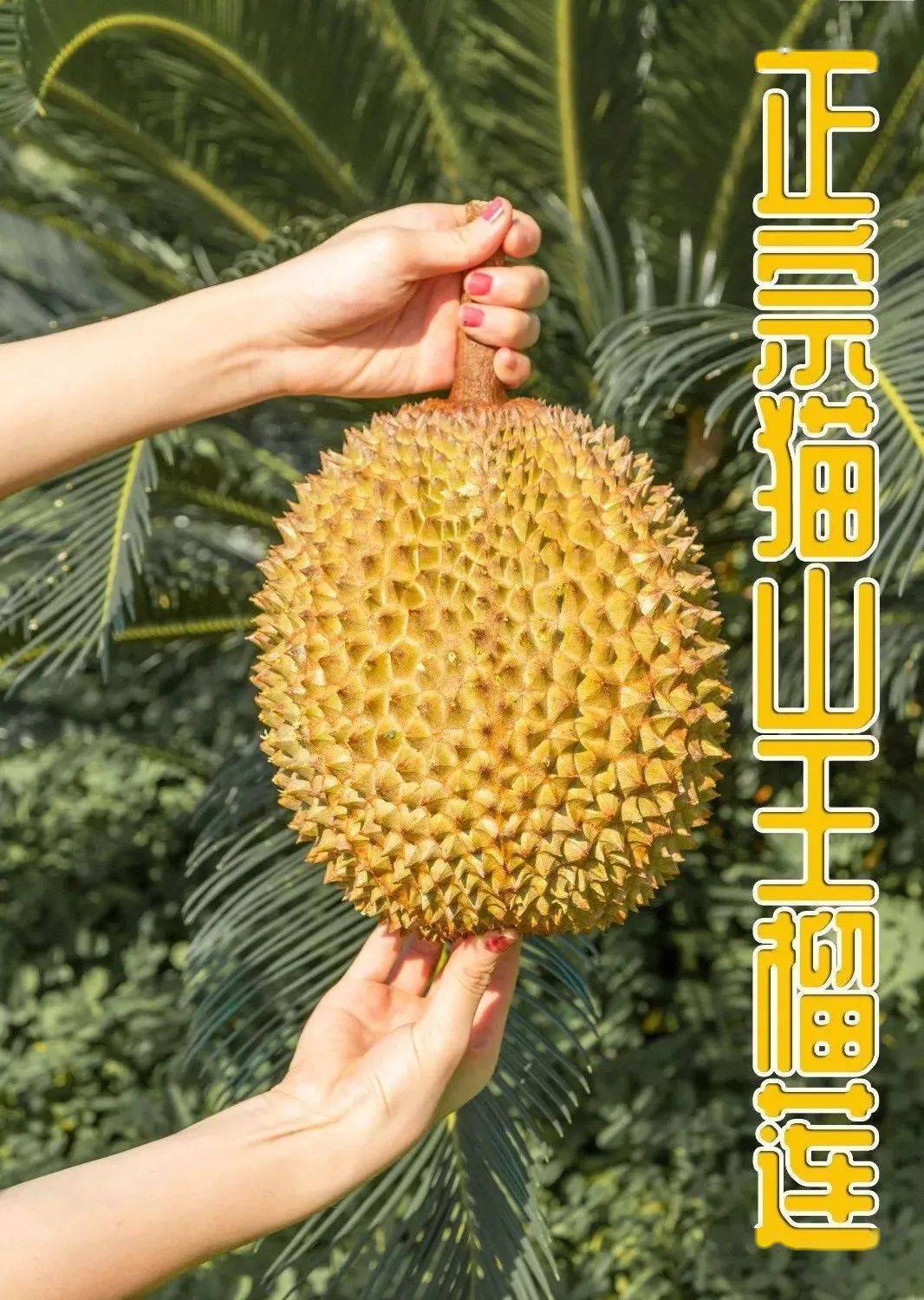 我宣布这家拈花湾人气店正式入驻苏宁和我距离只剩200米