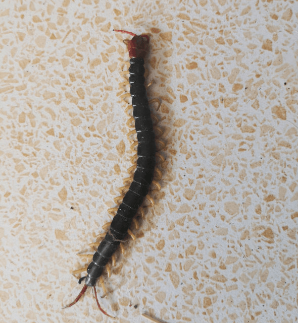 67九江一市民家客厅,厨房, 浴室惊现大群蜈蚣!