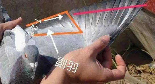 鸽子翅膀图解图片