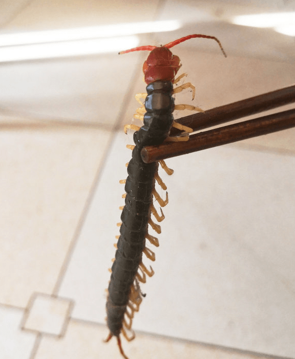 67九江一市民家客厅厨房浴室惊现大群蜈蚣原因竟是因为