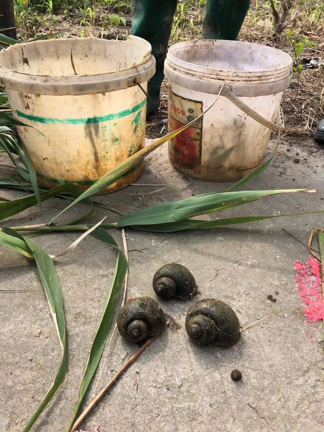 紧急提醒!常熟人,看到这种"大田螺",别吃