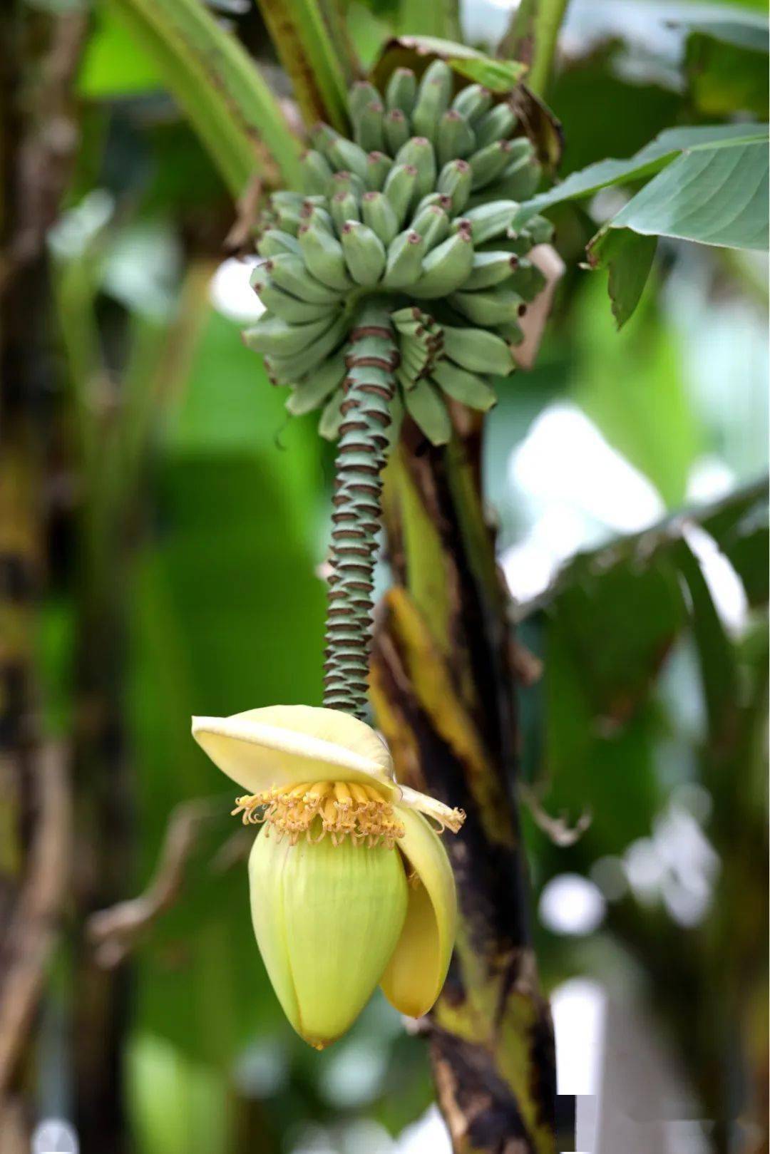 每日随拍芭蕉开花一条心