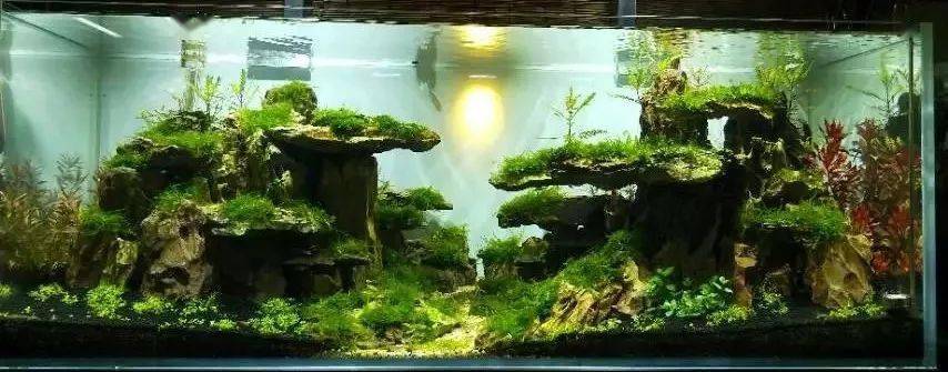 那些赞不绝口的成景缸真的是艺术