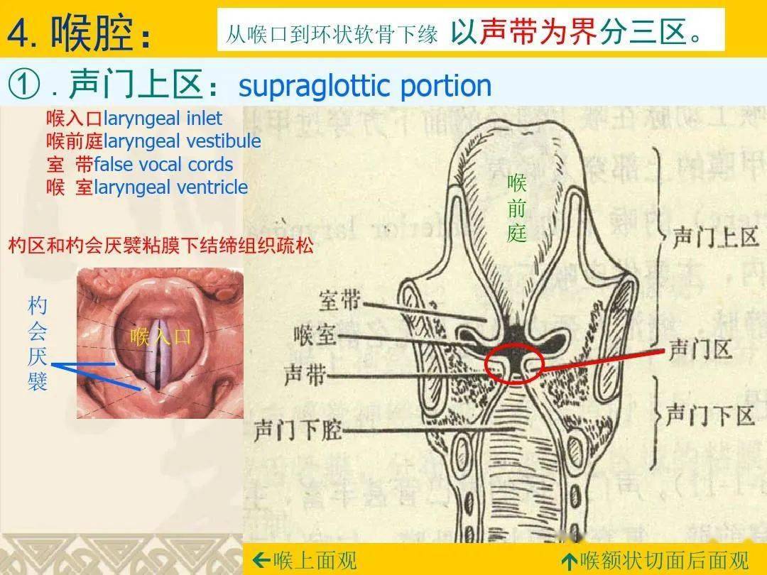 女性喉结构造图图片