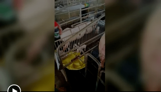 子宫炎母猪冲宫火候最重要