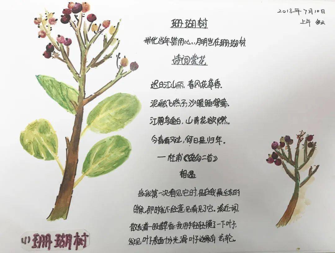 向阳小学自然笔记大赛开始啦