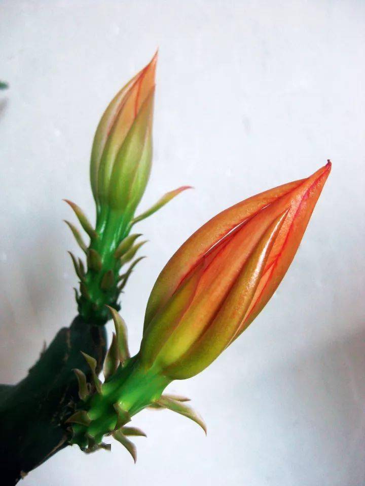 (花卉)令箭新品---金皇后