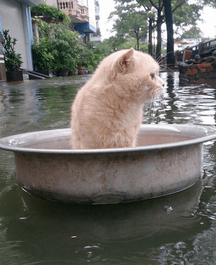 表情亮了一枚在洪水中受困的猫咪▼建议在wifi状态下观看△腾讯视频