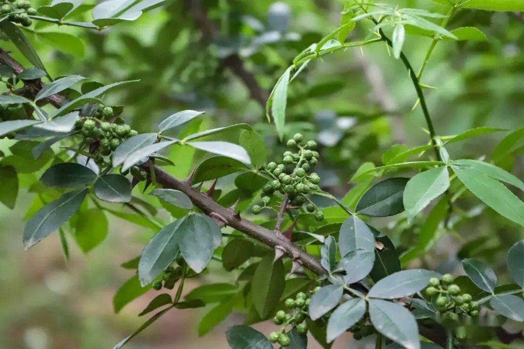 小山坡变成"小金坡" 藤香添生机!