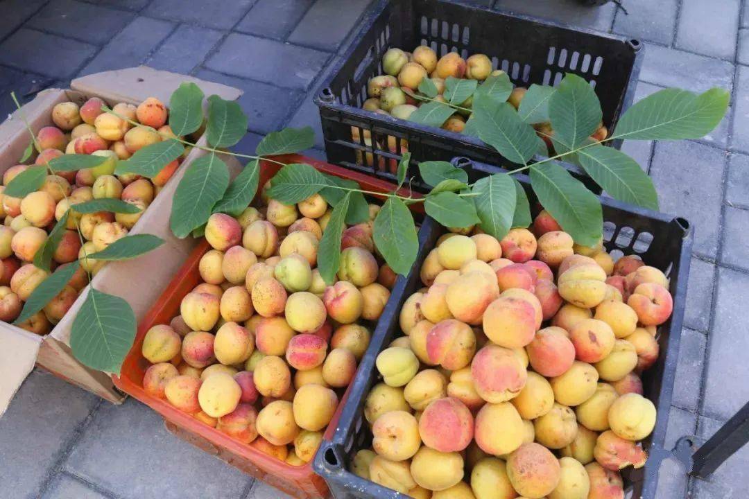 临夏唐汪川杏子图片