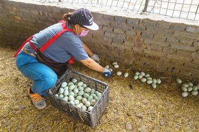 收捡鸭蛋 ■蛋鸭托管养殖扶贫项目,使全村脱贫享受政策户每户每年保底