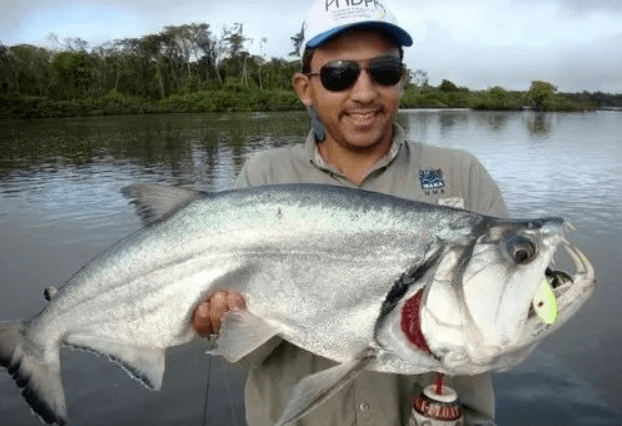 来自南美亚马逊的大型鲶类,巨型虎皮鸭嘴可达到1米6,进口量日益减少