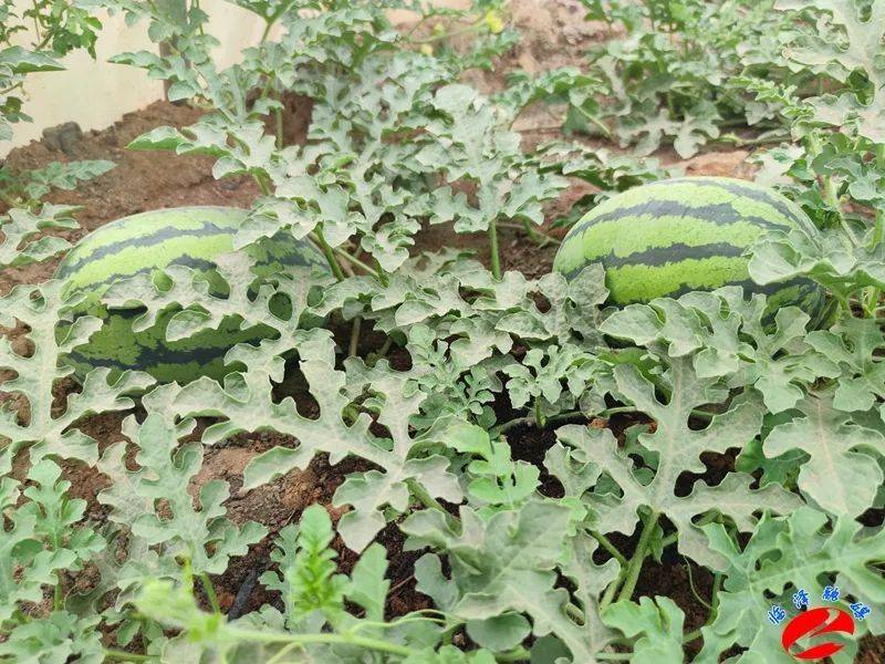 临泽沙漠里种出凹土西瓜
