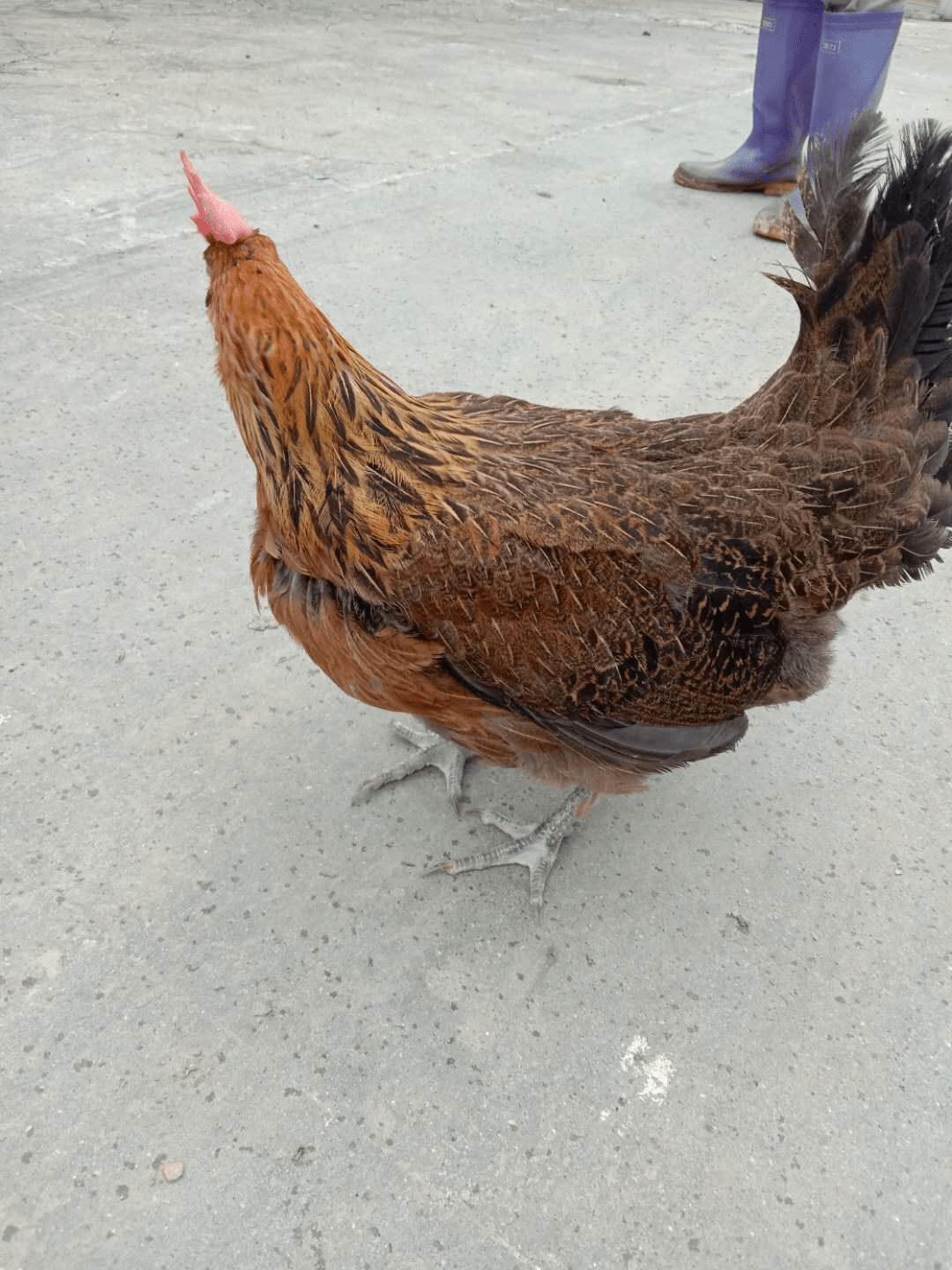 7月7日下午(3-5点)两湖汉川麻6,监利黑鹞老母鸡招标