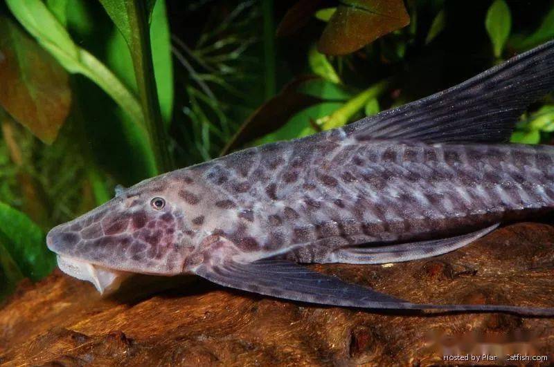 每天认识一种南美鱼|(12)黑幻象直升机