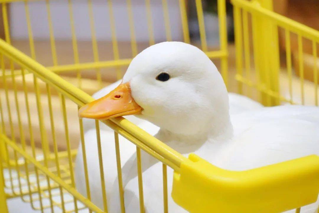 这年头鸭鸭蜥蜴蛇都能当宠物撸了!