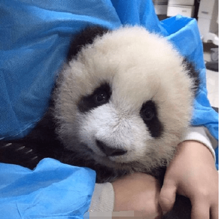 寒心顺顺溜溜两大熊猫多器官衰竭死亡竟然今天才公布