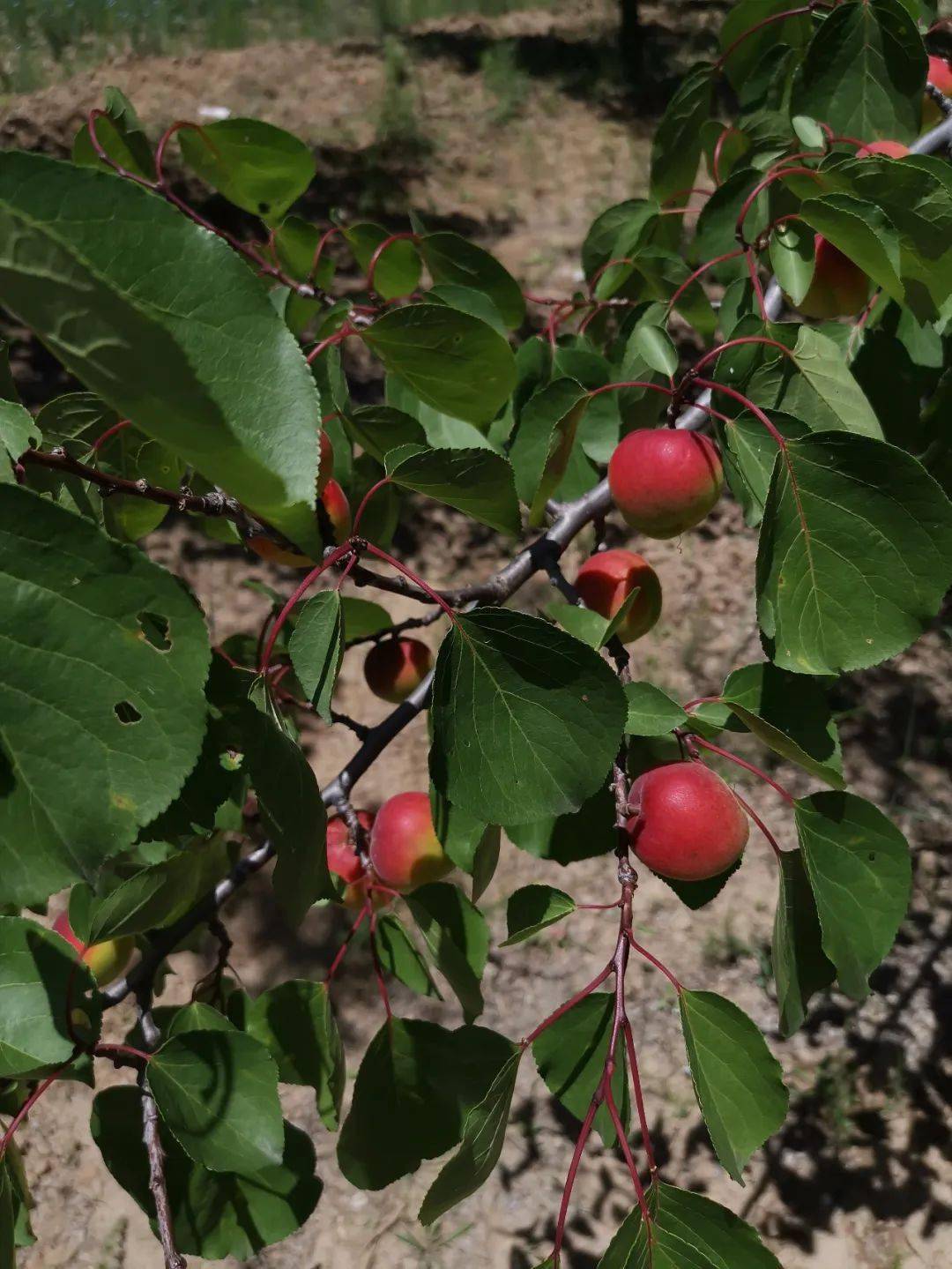 彭阳红梅杏熟了有没有馋到你