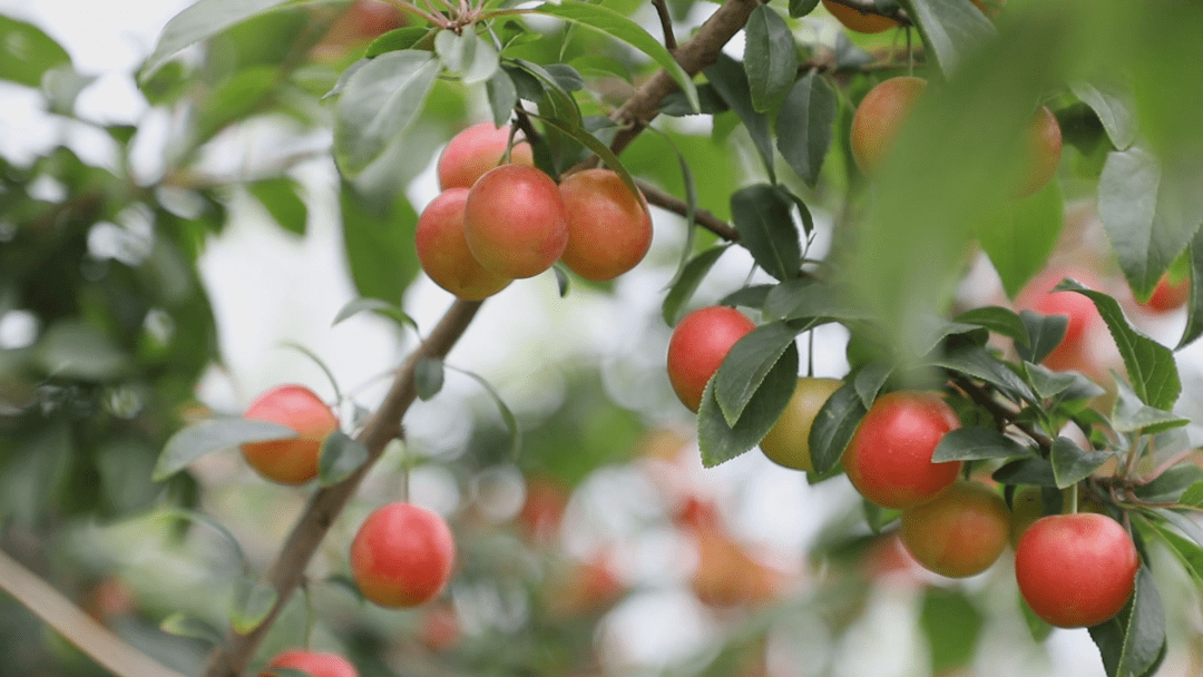 夏邑这里的樱桃李进入收获季节啦
