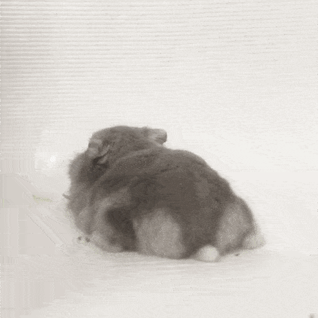 460_460gif 动态图 动图