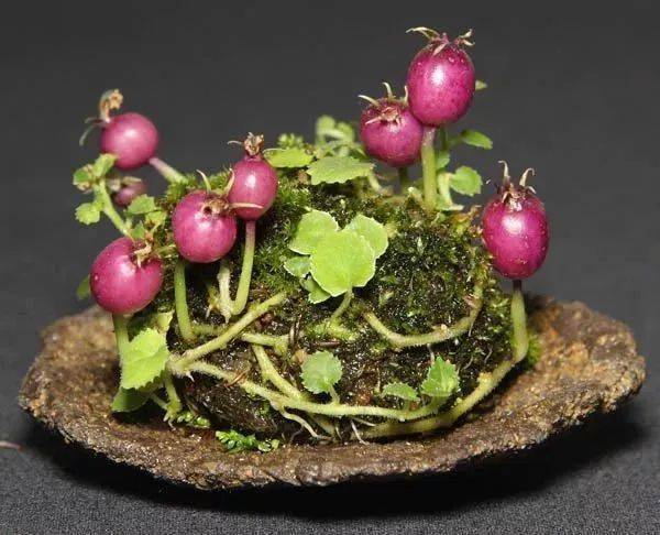 手巧的人还把铜锤玉带草搭配些石菖薄,苔藓制作成令人心情愉悦的盆栽