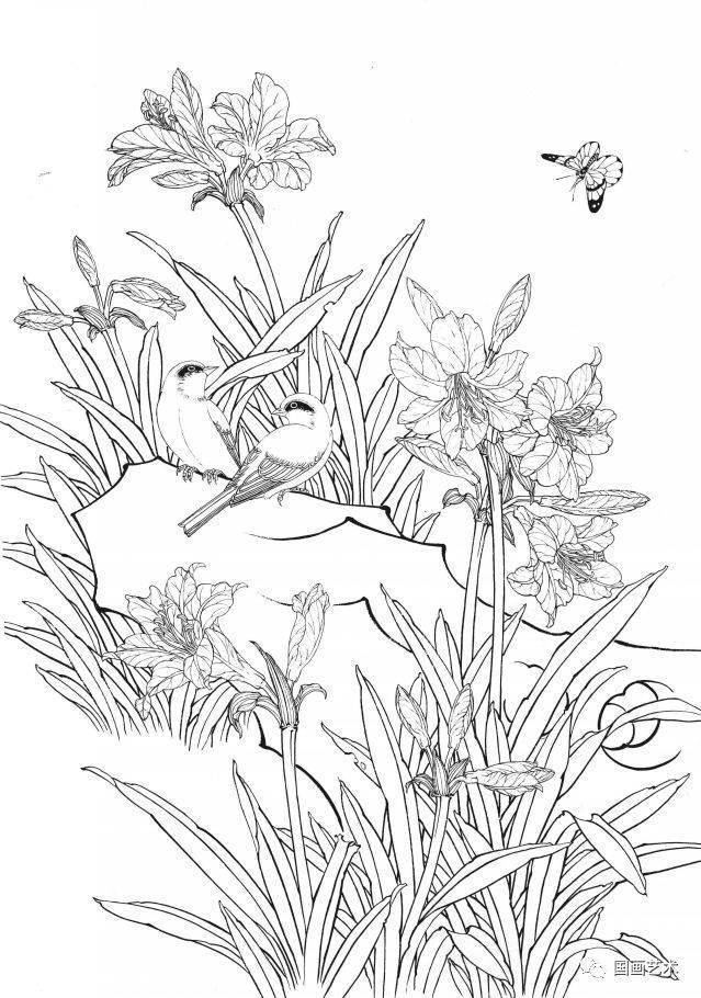 资料分享一组漂亮的工笔白描花鸟