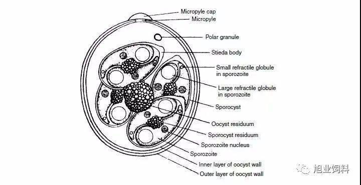 球虫卵囊大小图片