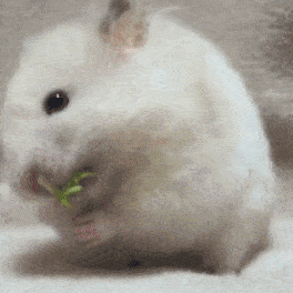 花栗鼠吃东西gif图片