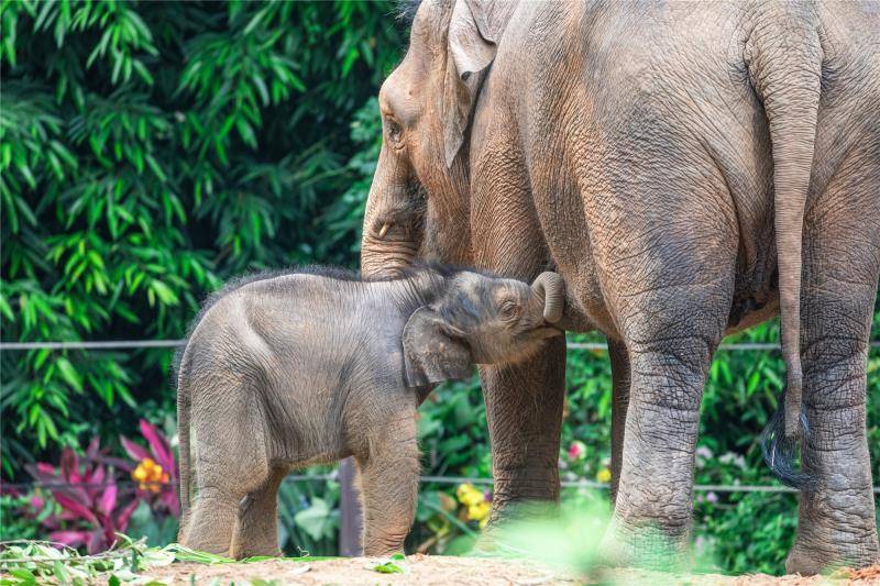 "长隆好生养":亚洲象好"孕"连连迎来第三代象宝宝_大象
