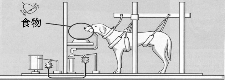 常考教综实验八巴甫洛夫经典性条件作用理论