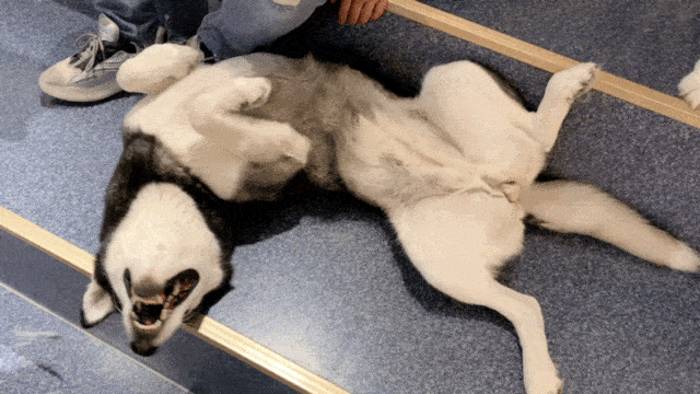 哈哈日常谁说我们家的二哈不够纯南瓜篇