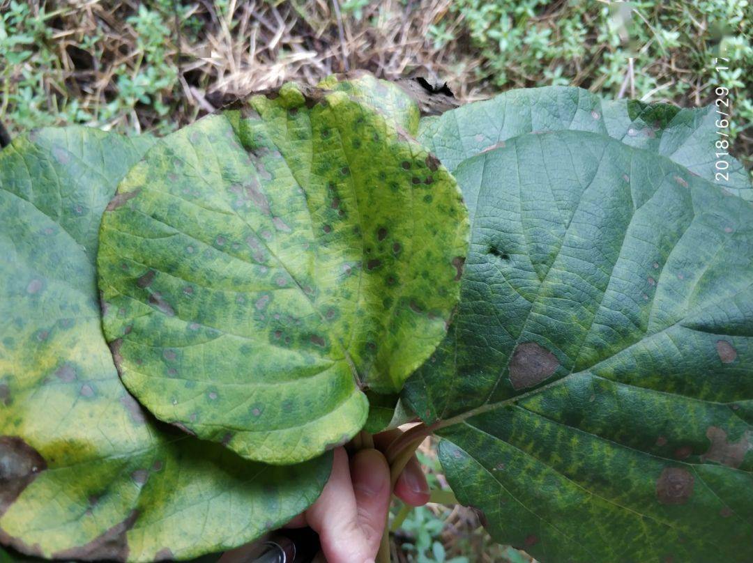 去年同期金艳猕猴桃内膛叶片褐斑病状·虫害:主要有金龟子,斜纹夜蛾