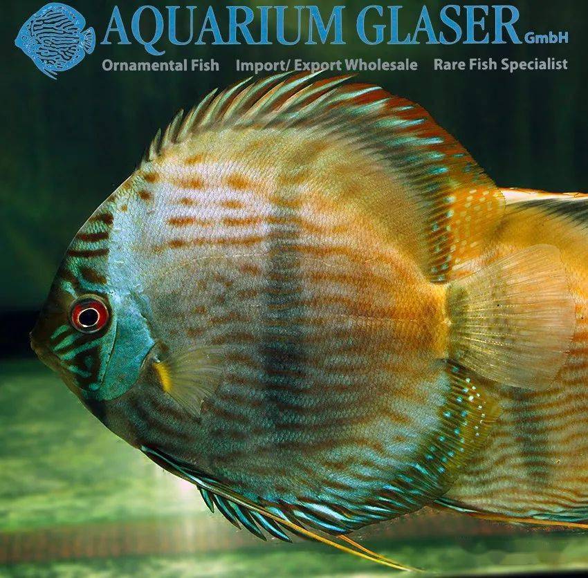 每天认识一种南美鱼81黑格尔七彩