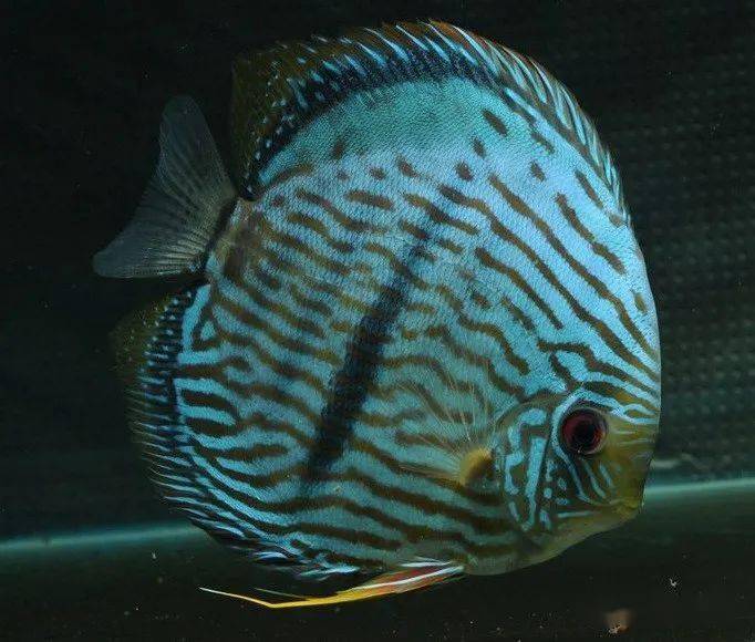 每天认识一种南美鱼81黑格尔七彩