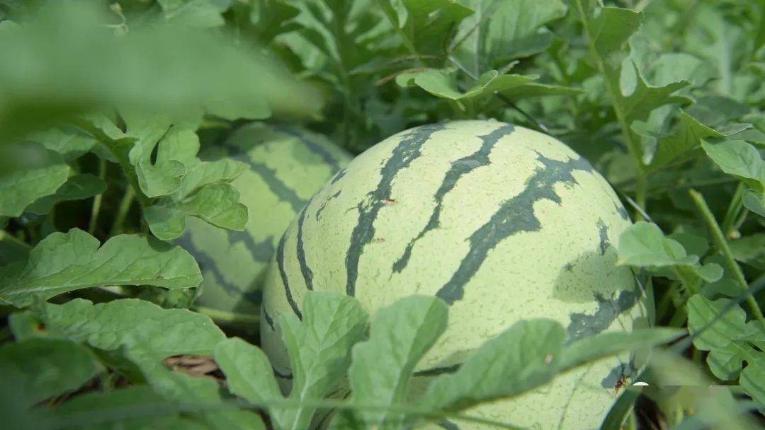 武平梁山西瓜红了!皮薄多汁,挖着吃有内味了