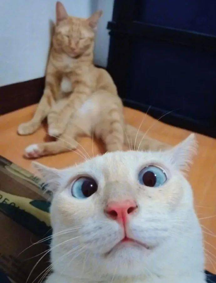 憨憨拍照,这个猫看起来好像不太聪明的亚子!
