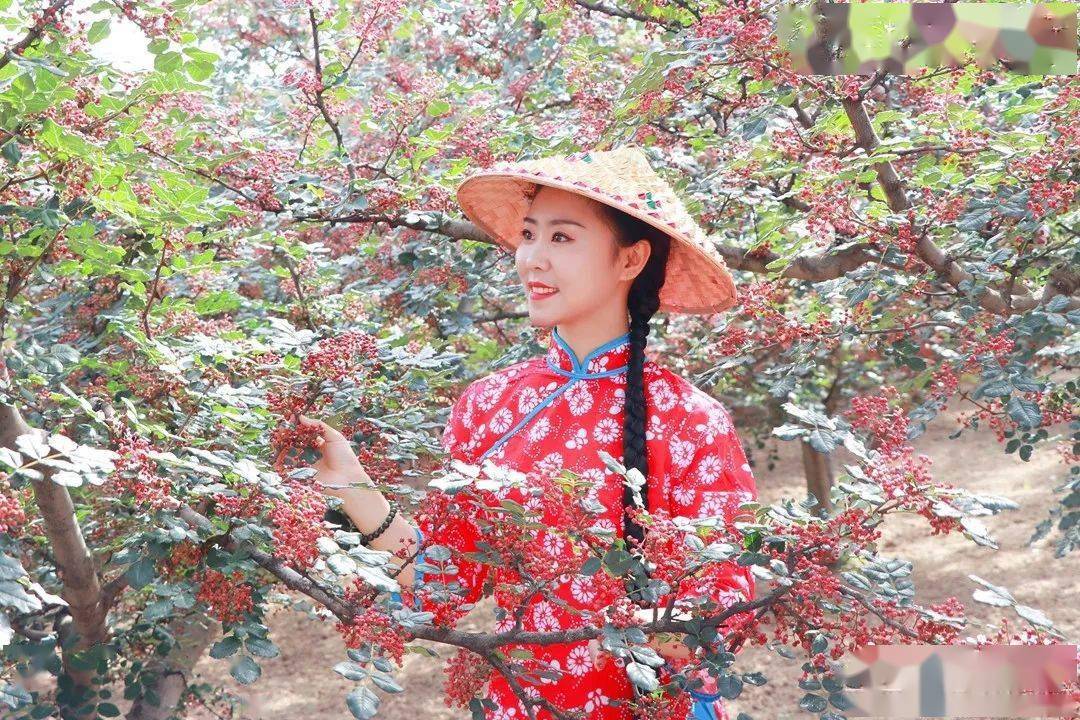 六峰将军岭来了一帮摘花椒的美女.