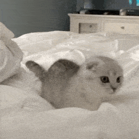 小奶猫可爱表情包GIF图片