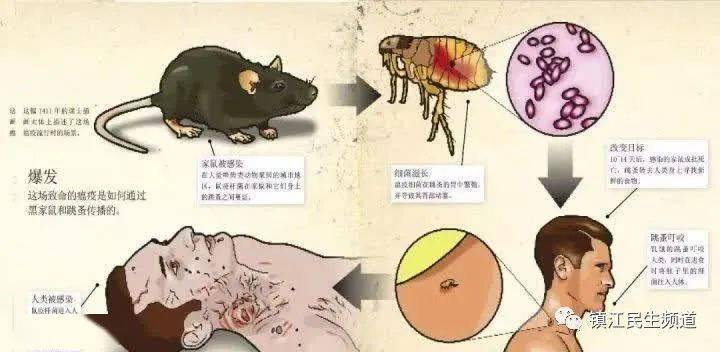 鼠疫杆菌手绘图图片
