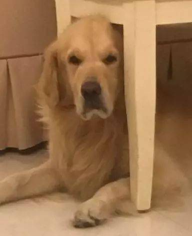 主人在外面和别的狗子玩了,金毛:我很生气