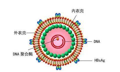 乙脑病毒结构图片