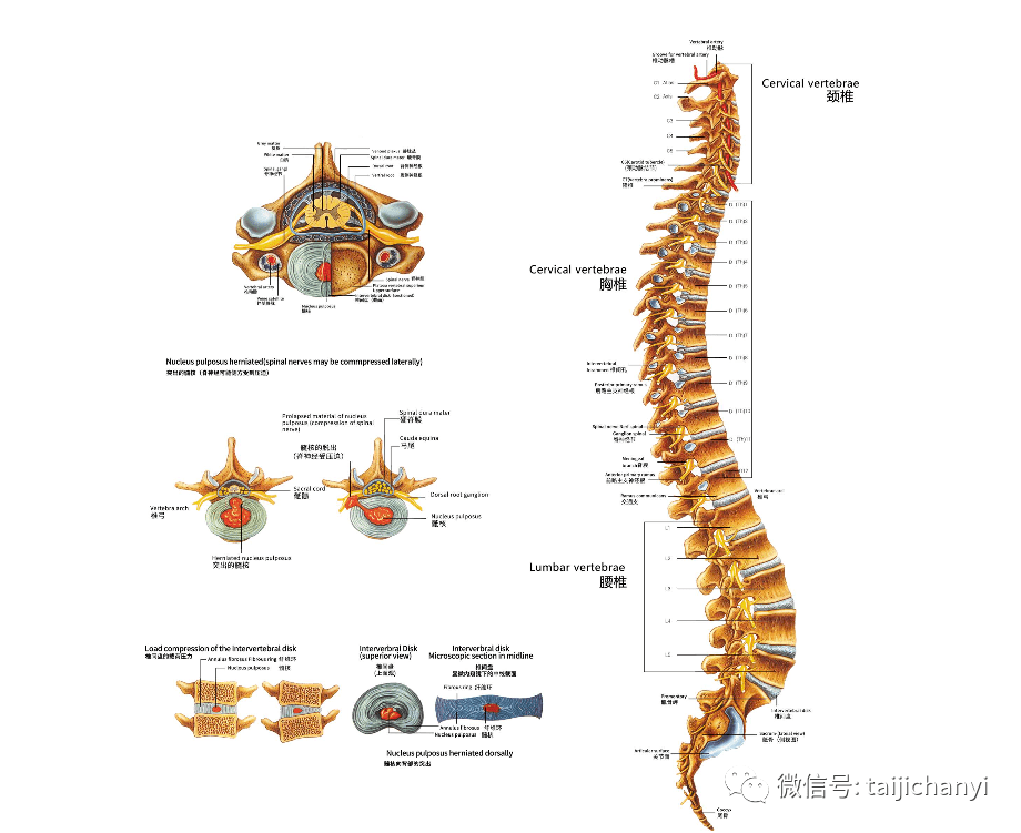 脊柱,行拳养生的关键所在