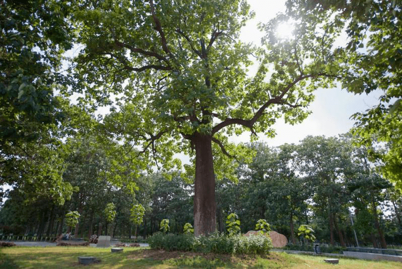 兰考县焦桐广场焦裕禄亲手种下的泡桐树走近"人民的好公仆"王洛勇再演